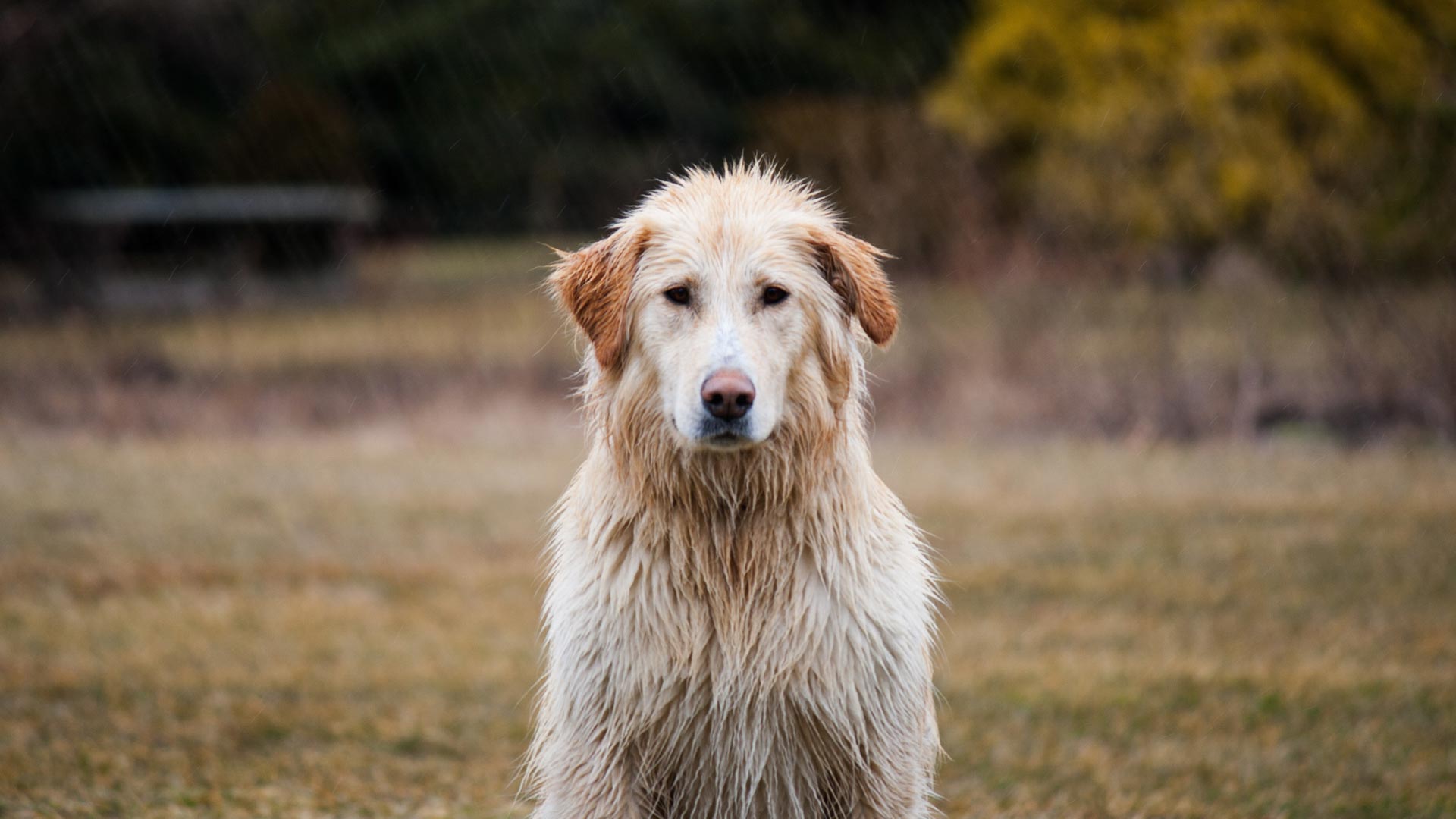 7 Tips para pasear con tu perro en época de lluvia