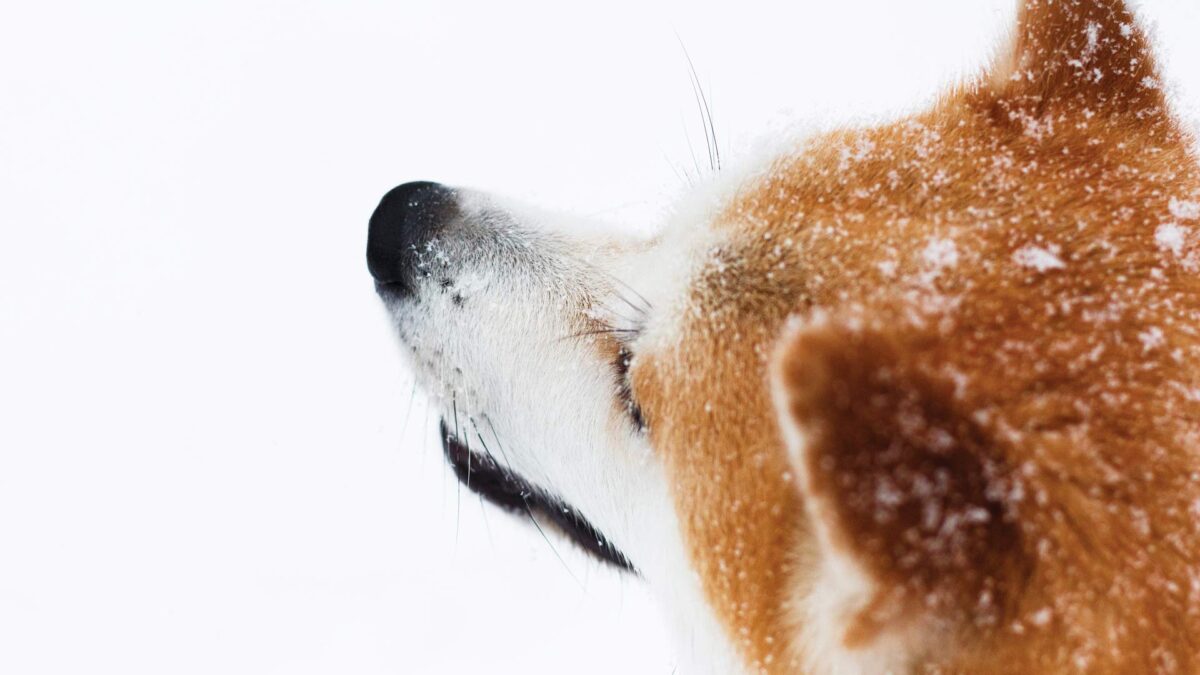 Google Japón cambia el street view por el dog view en Odate, la ciudad natal de Hachiko