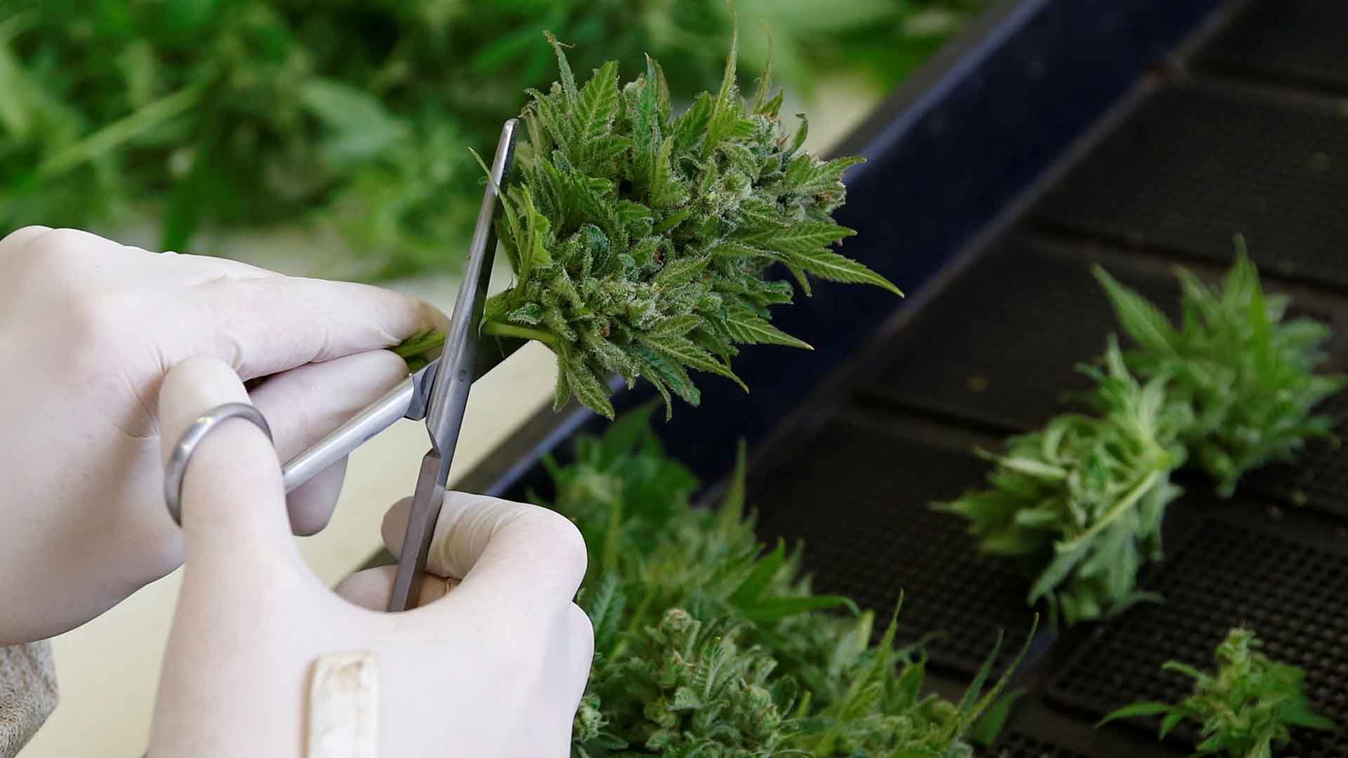 La Haya, primera ciudad holandesa en restringir el consumo de cannabis