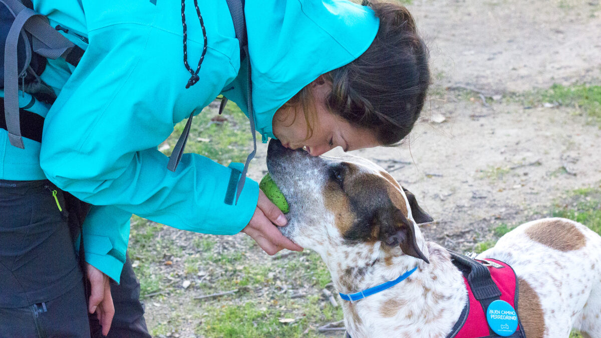 El Camino de Santiago con Perro, a través de Youtube