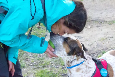 El Camino de Santiago con Perro, a través de Youtube