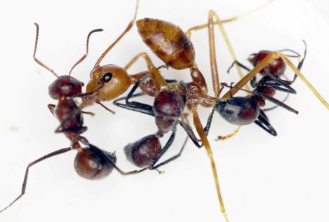 Conoce a las hormigas explosivas de Borneo