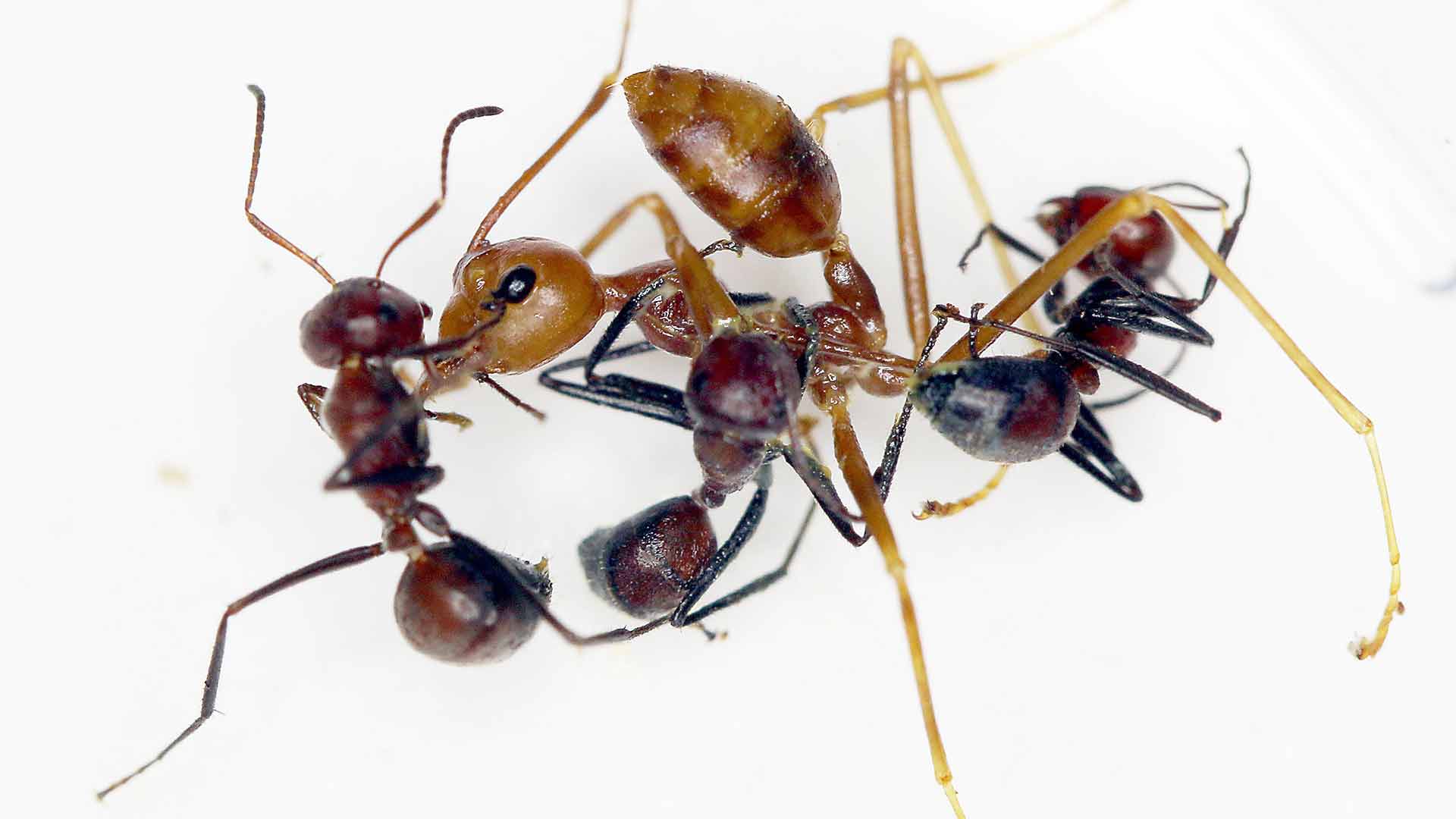 Conoce a las hormigas explosivas de Borneo