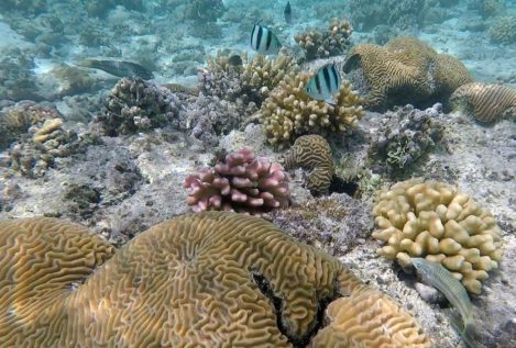 Edición genética, la esperanza de los arrecifes de coral