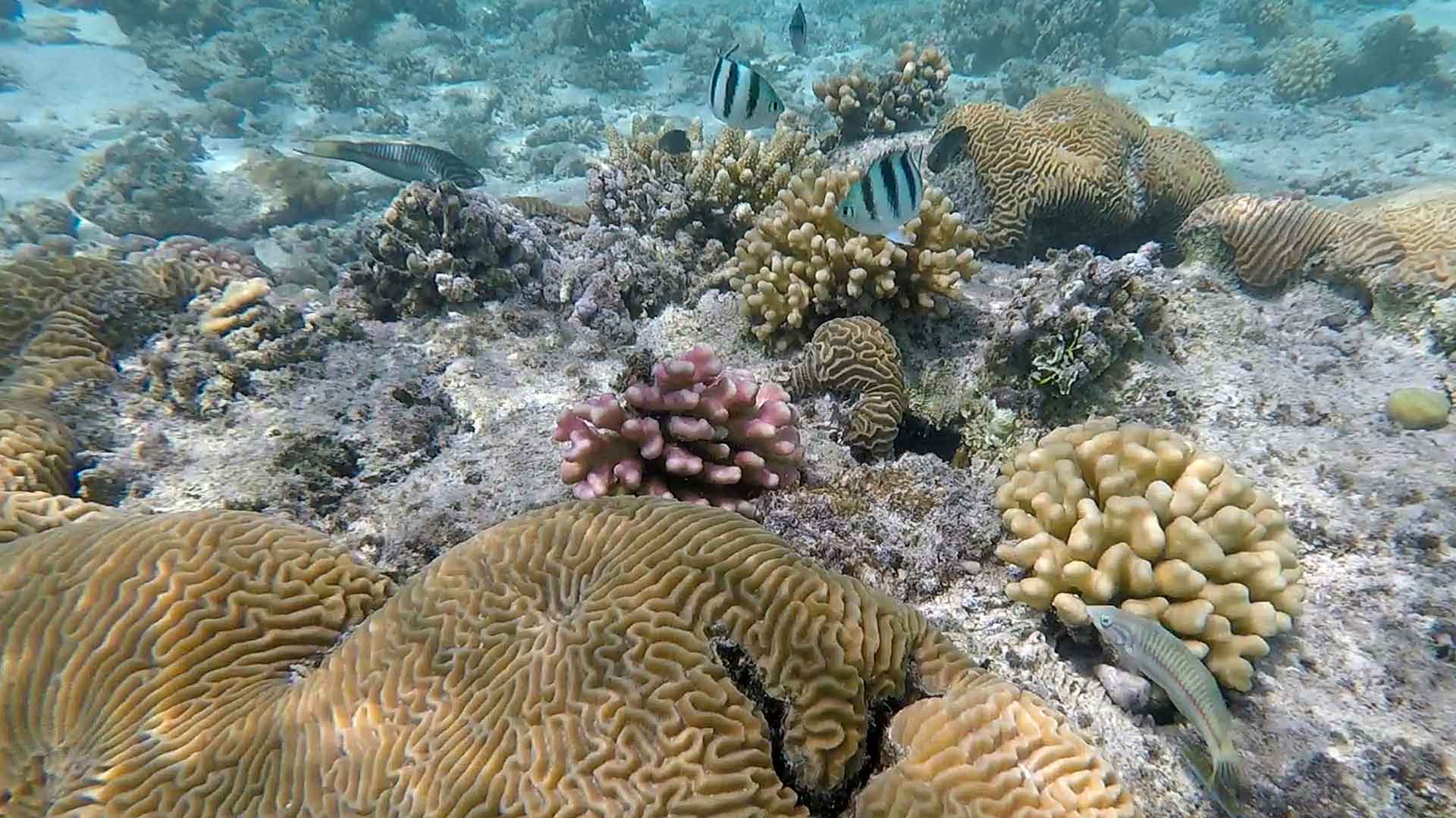 Edición genética, la esperanza de los arrecifes de coral