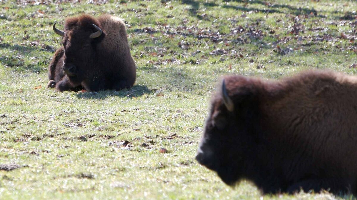 Los bisontes vuelven a Segovia después de miles de años para evitar su extinción