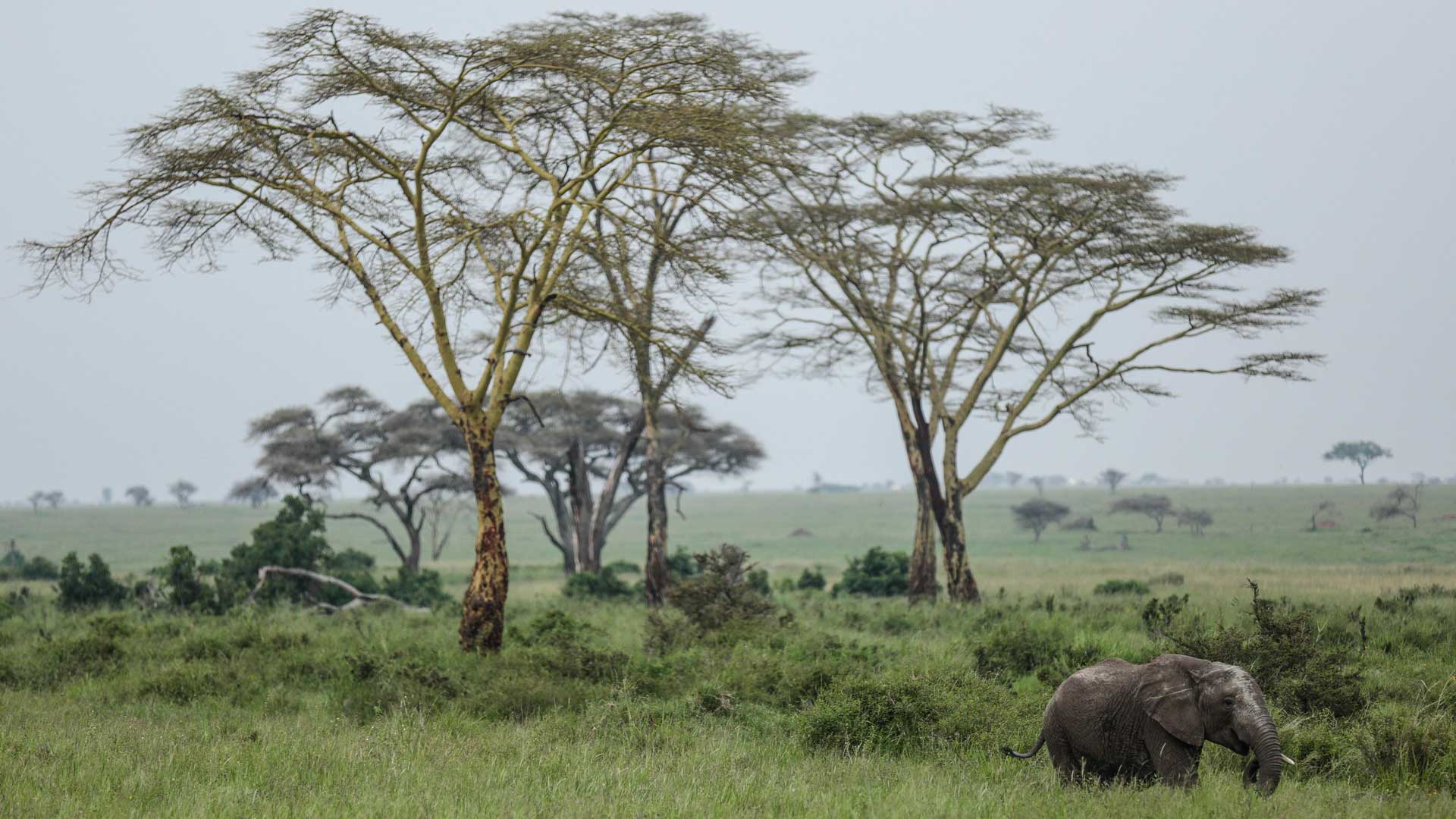 Tanzania lanza un proyecto para proteger la menguante población de elefantes