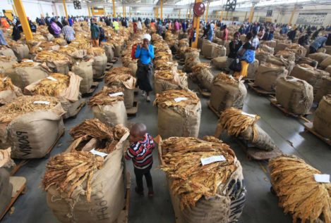 Human Rights Watch denuncia el trabajo infantil en los campos de tabaco de Zimbabue
