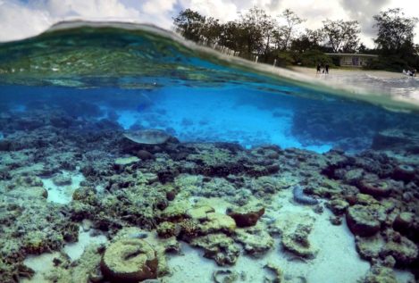 Una ola de calor destruye un 30% de los corales de la Gran Barrera australiana
