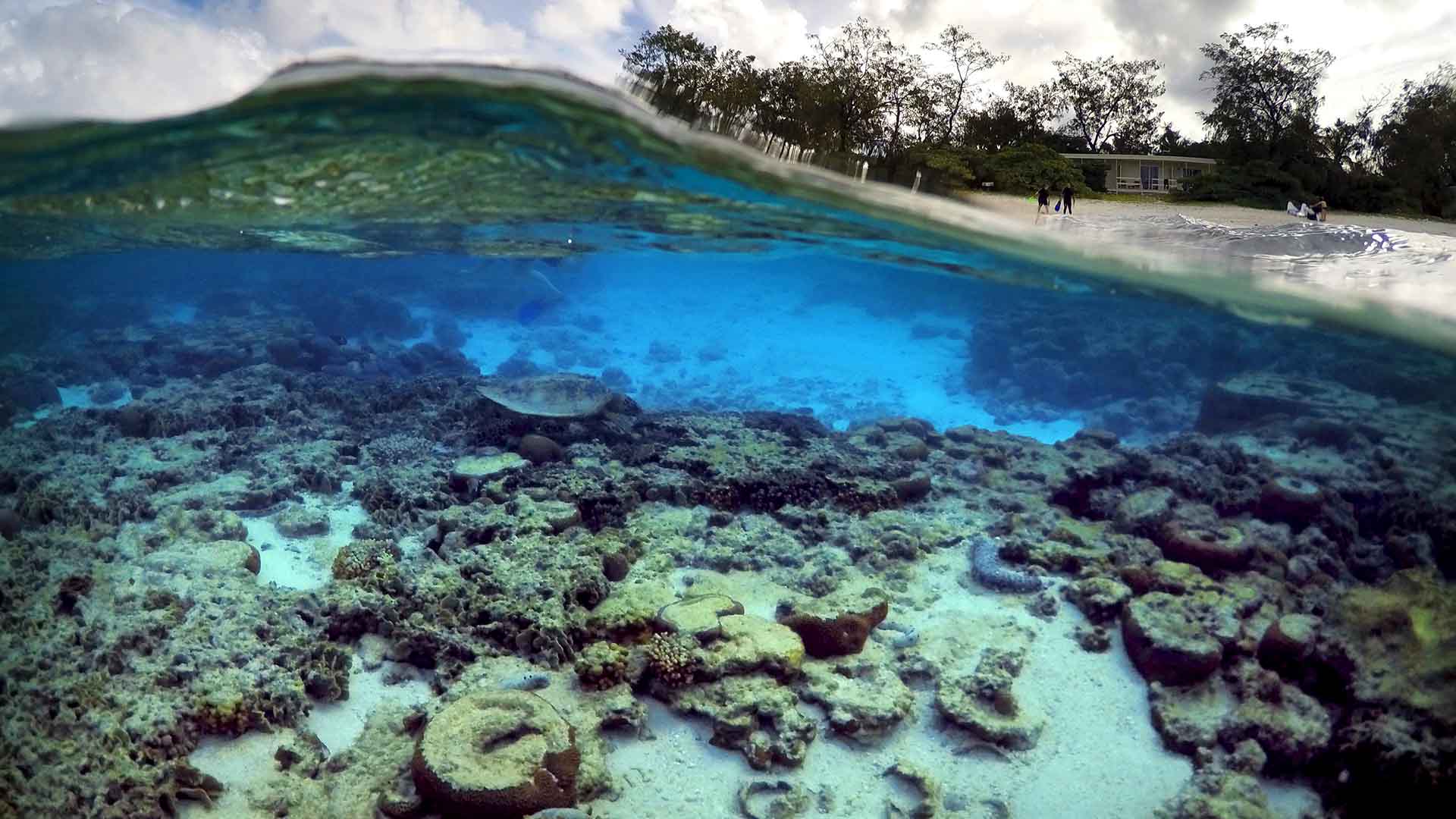 Una ola de calor destruye un 30% de los corales de la Gran Barrera australiana