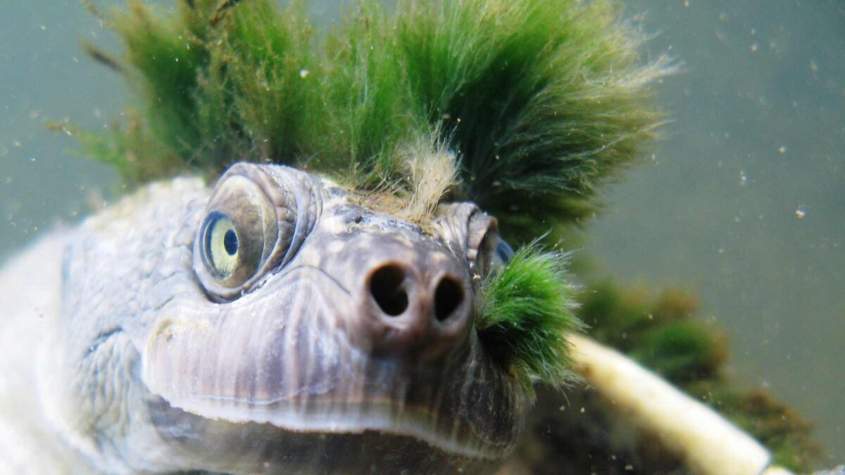 La tortuga de pelo verde que respira a través de sus genitales, en peligro de extinción