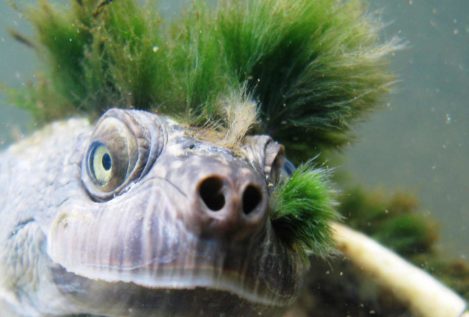 La tortuga de pelo verde que respira a través de sus genitales, en peligro de extinción