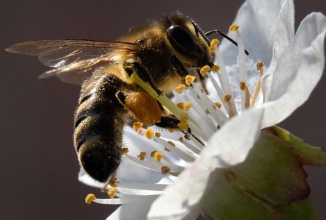 La UE da luz verde a restringir los pesticidas dañinos para las abejas
