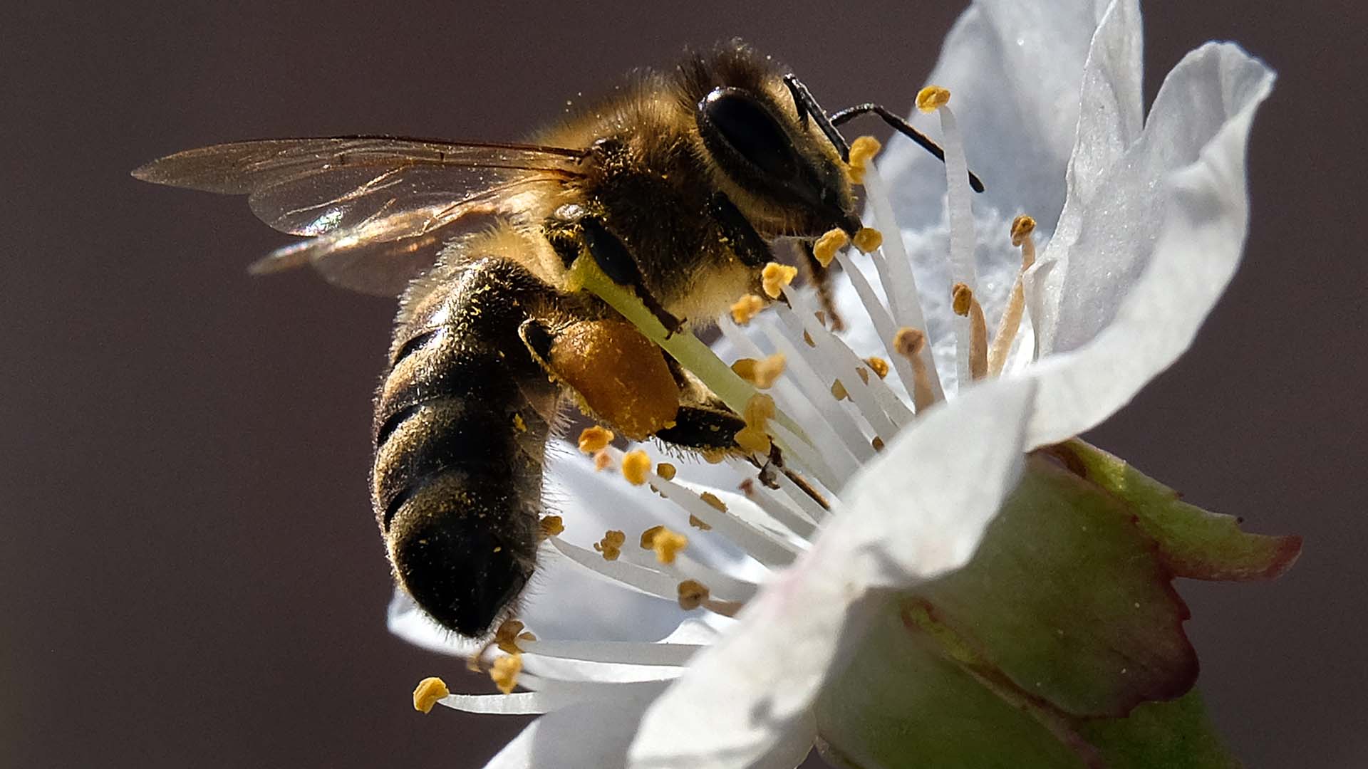 La UE da luz verde a restringir los pesticidas dañinos para las abejas