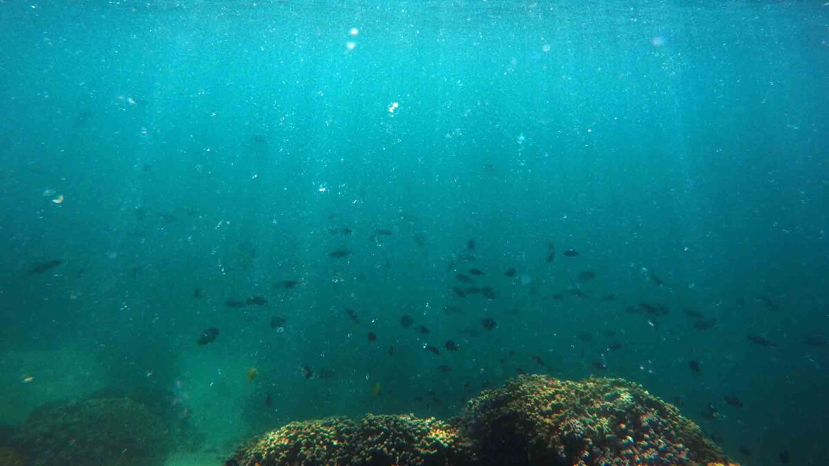 Las olas de calor marinas aumentan un 50 por ciento en el último siglo