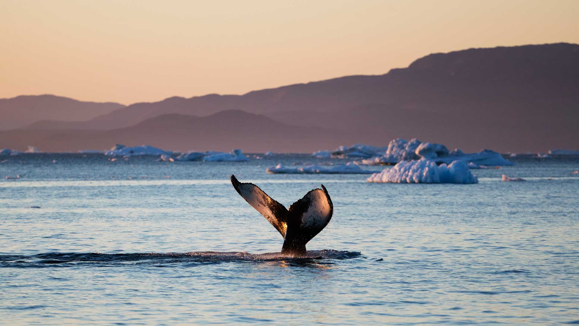 Un estudio revela las dotes para el canto de las ballenas boreales