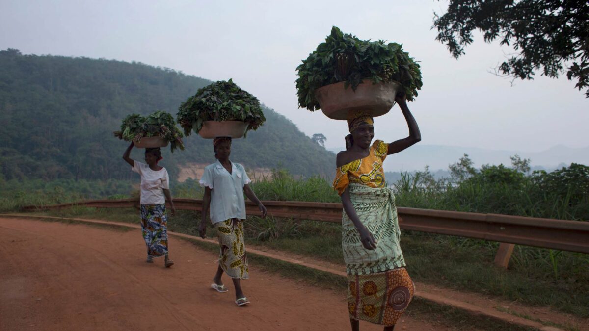 Un virus conocido como «el ébola de las plantas» asola los cultivos de mandioca africanos