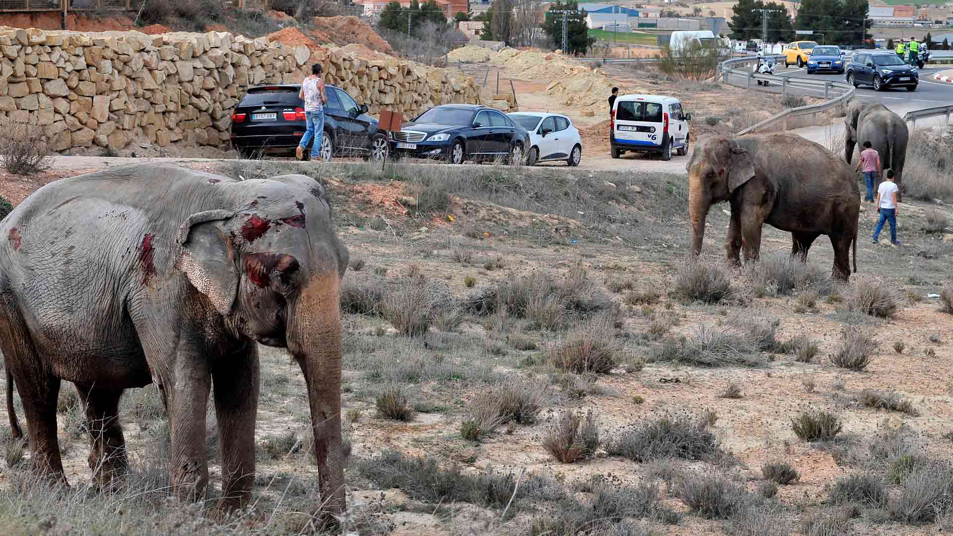 Varios elefantes irrumpen en la A-30 debido a un accidente