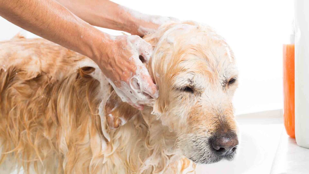 ¿Cómo bañar a un perro y no morir en el intento? 5 consejos básicos para lograr que el baño no sea estresante