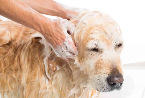 ¿Cómo bañar a un perro y no morir en el intento? 5 consejos básicos para lograr que el baño no sea estresante