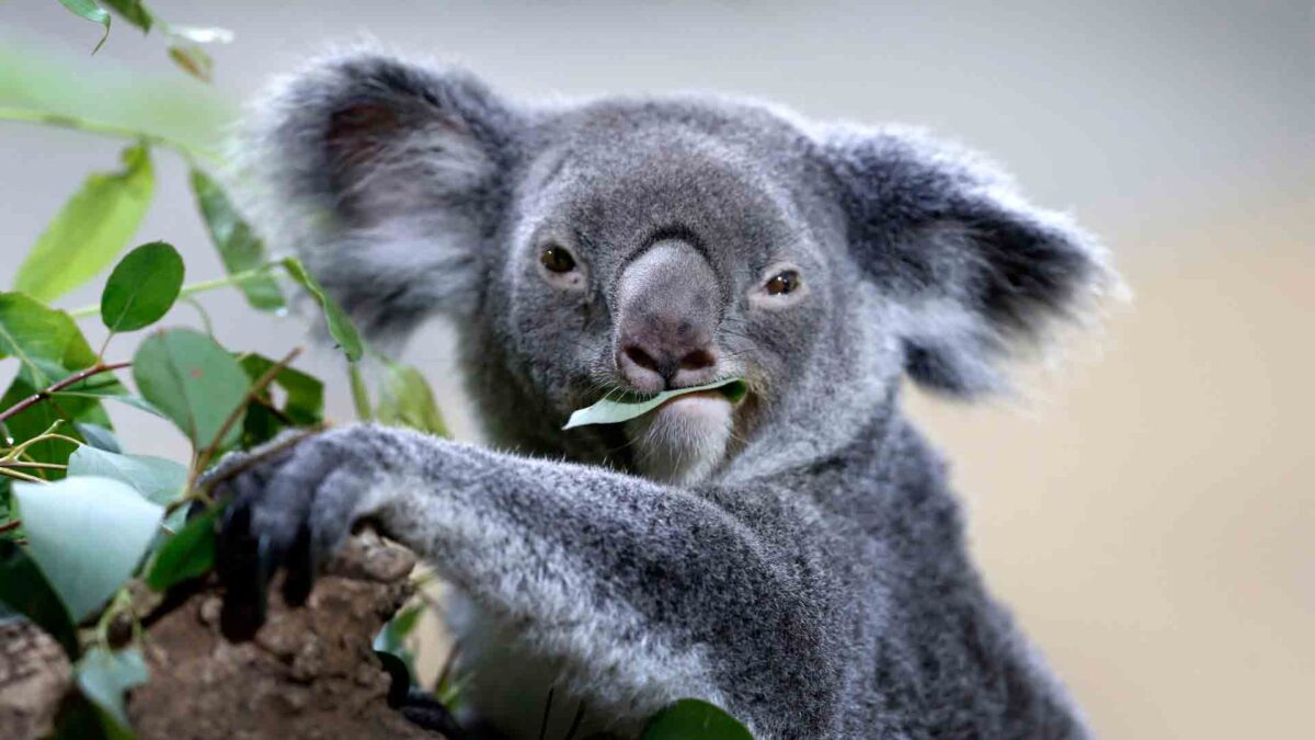 Australia promete millones de dólares para ayudar a sus koalas