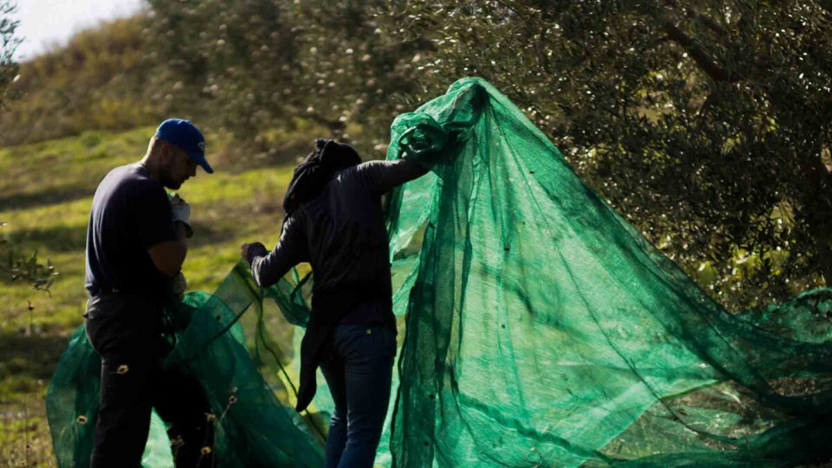 El aceite de oliva y el vino, en jaque por el cambio climático