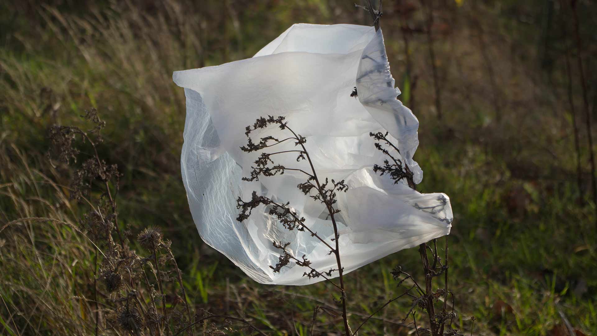 El Gobierno prohibirá las bolsas de plástico a partir de 2021