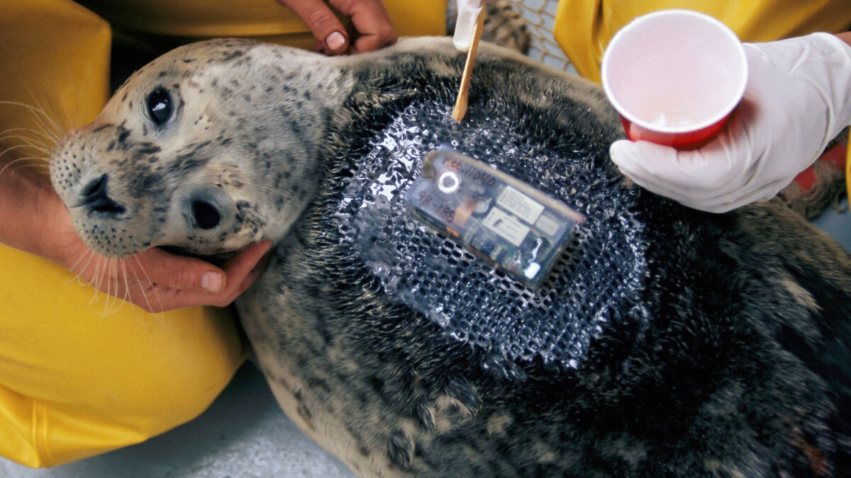 Las focas que ayudan a los científicos a salvar los glaciares antárticos