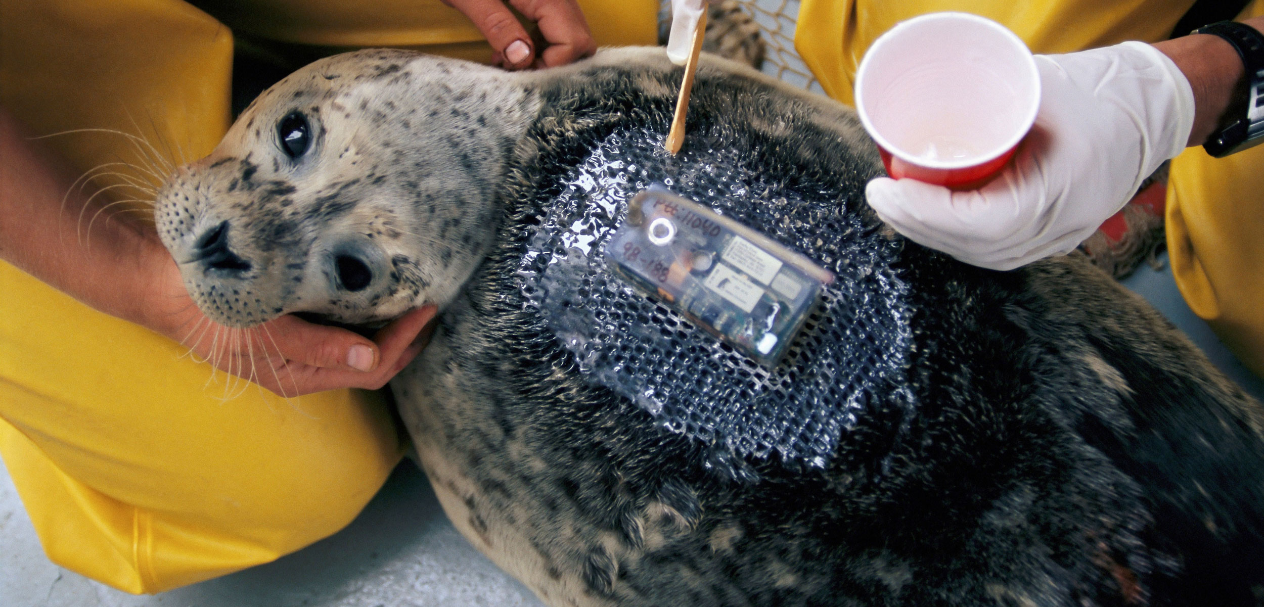 Las focas que ayudan a los científicos a salvar los glaciares antárticos