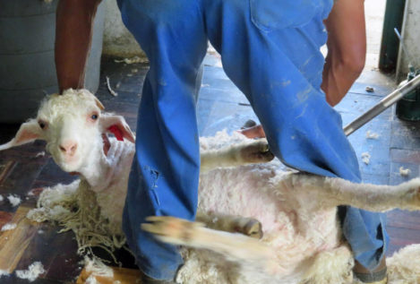 H&M, Inditex y Gap renuncian a usar lana mohair en su compromiso contra el maltrato animal
