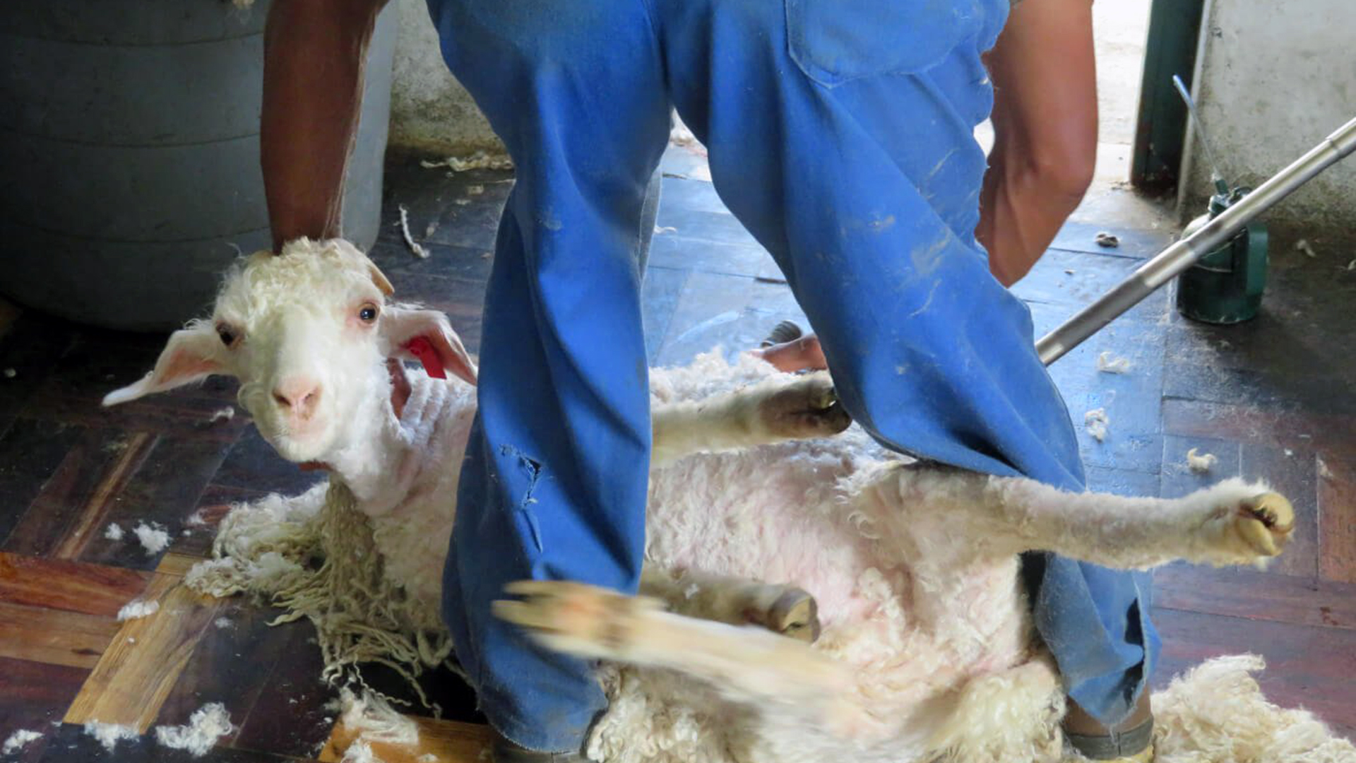 H&M, Inditex y Gap renuncian a usar lana mohair en su compromiso contra el maltrato animal