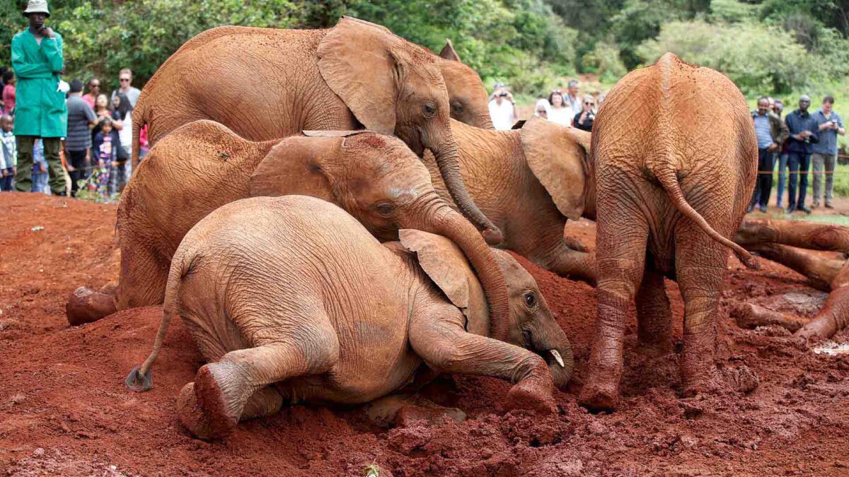 Internet, una amenaza para los animales salvajes