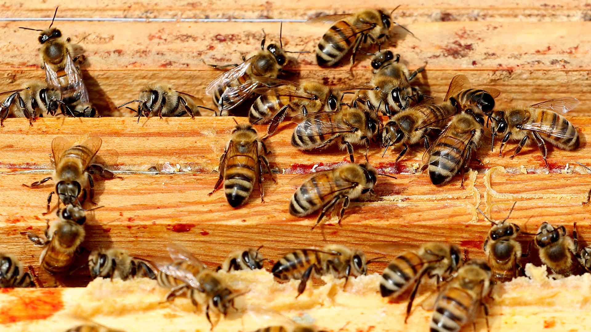 La Justicia europea confirma la restricción del uso de pesticidas dañinos para las abejas