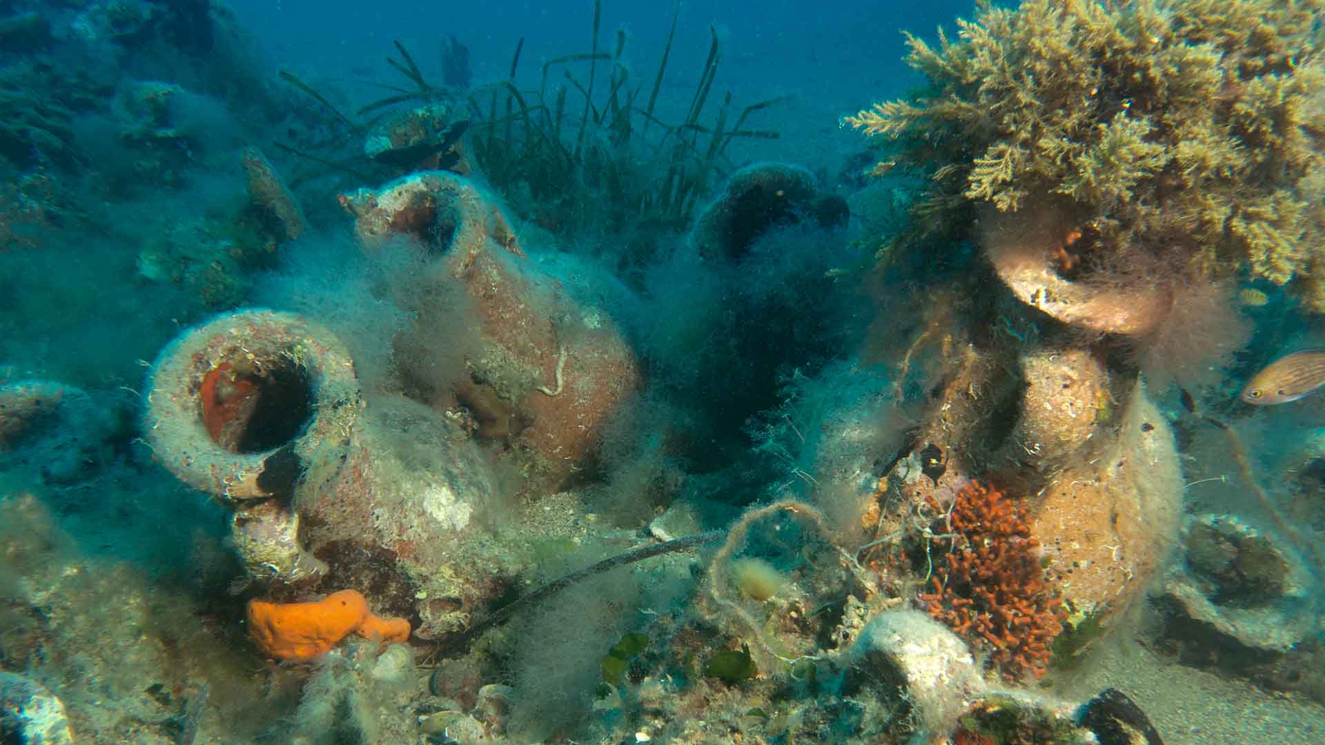 Los microorganismos del plancton marino se organizan entre sí en comunidades