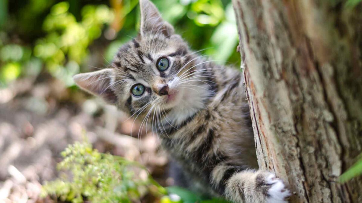 ¿Por qué a los madrileños se les llama gatos?