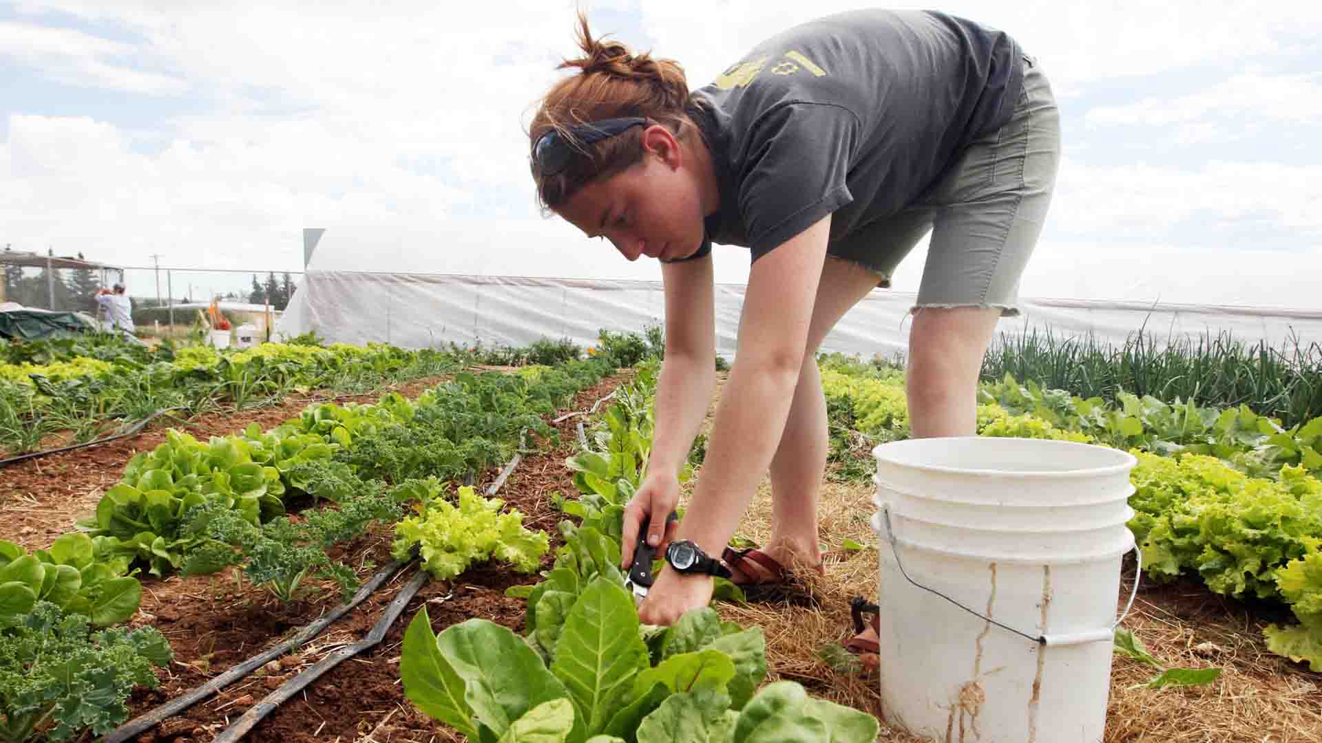 Voluntariado en granjas y campos de trabajo, una opción de verano para los jóvenes