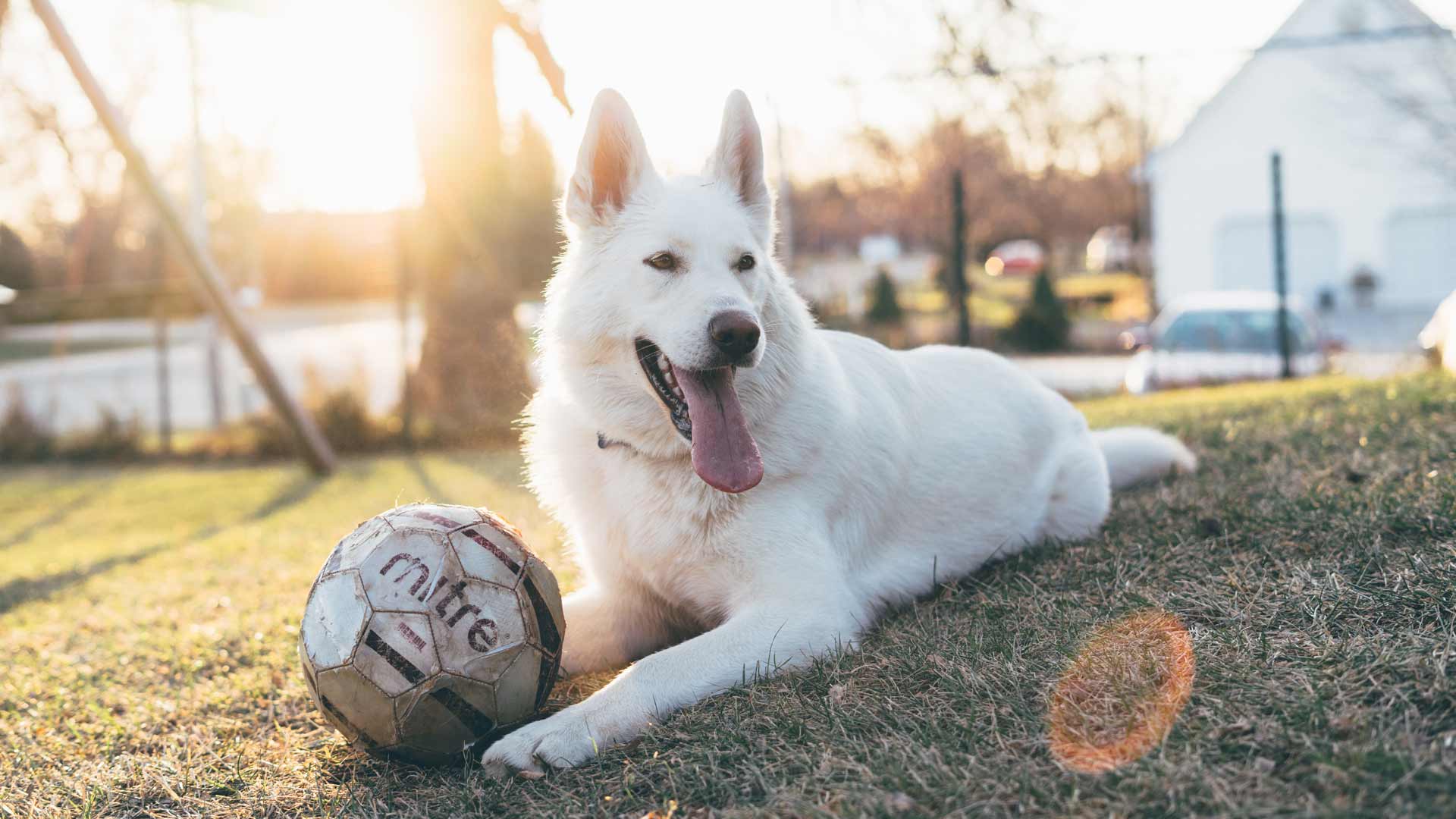 5 productos para perros que viven con humanos fanáticos del fútbol