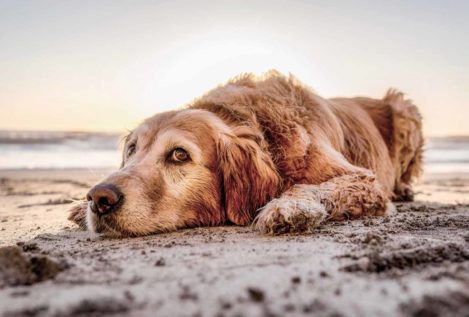 Verano 2018: Playas para perros en España