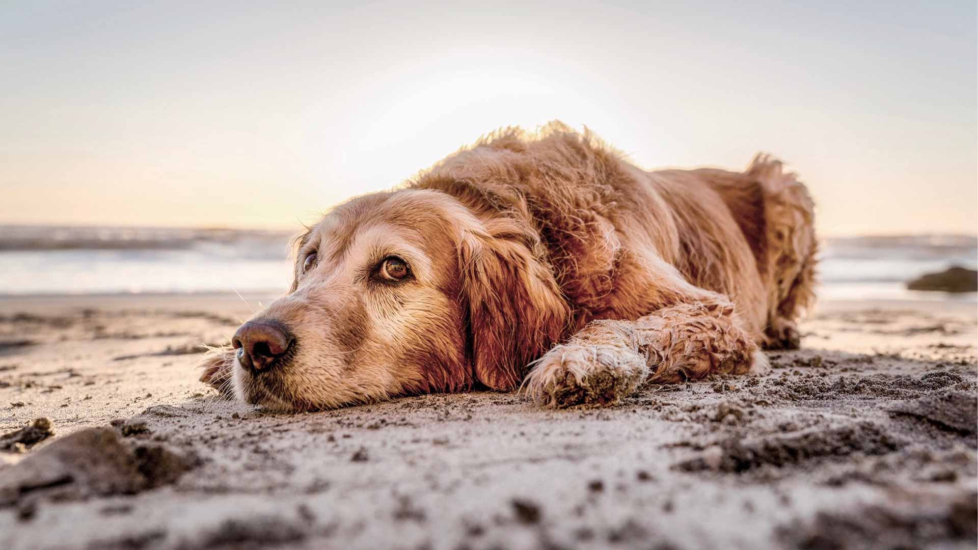 Verano 2018: Playas para perros en España