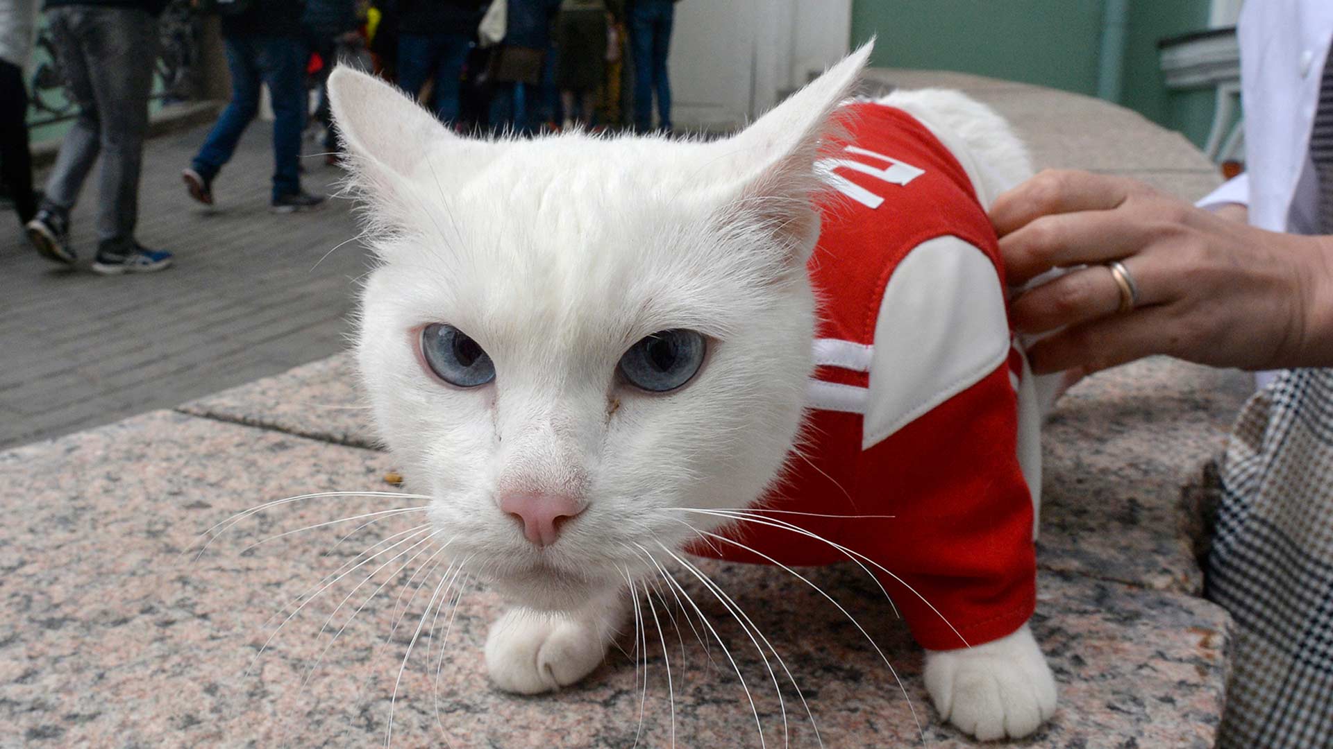 Aquiles, el gato sordo que imita al pulpo Paul en el Mundial de Rusia 2018