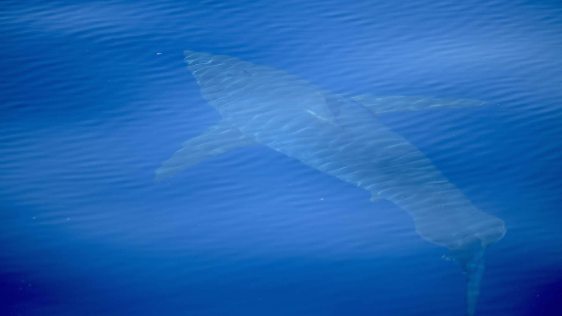 Avistan en Baleares el primer tiburón blanco filmado en España en 30 años
