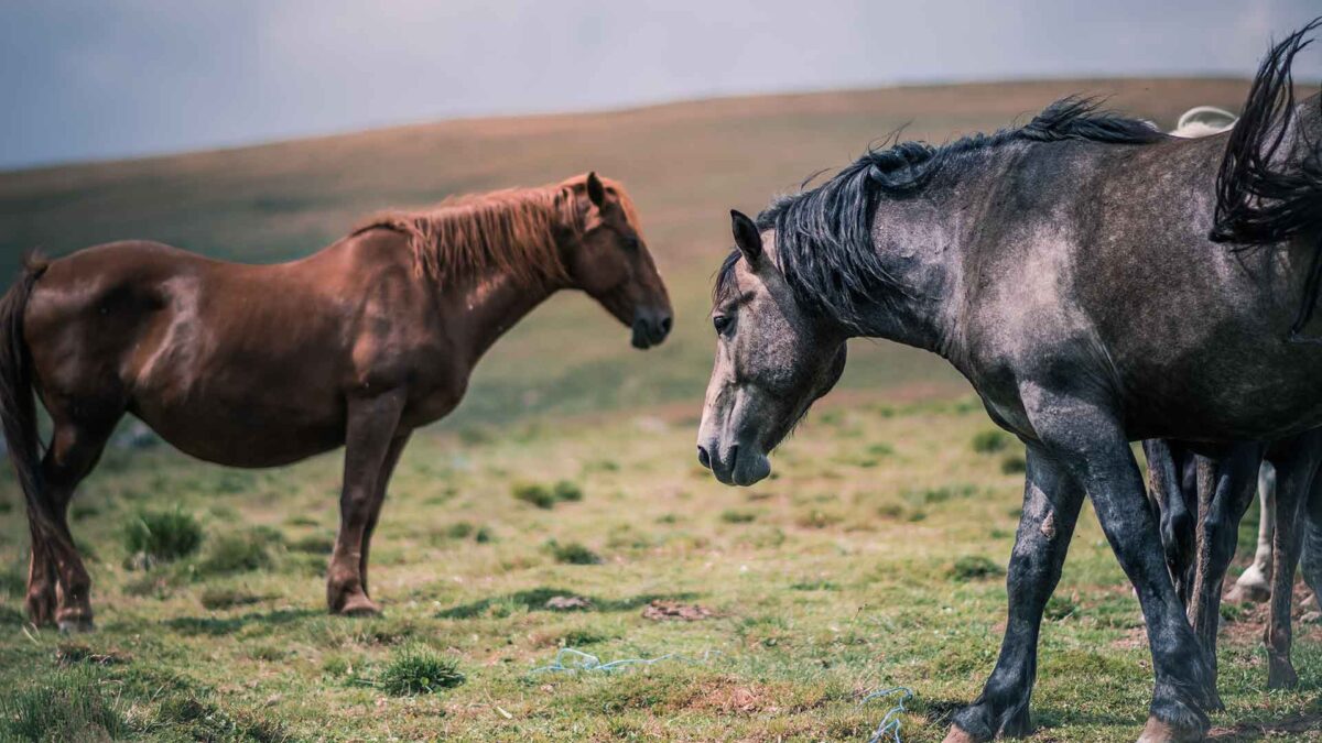 Como un borracho a caballo