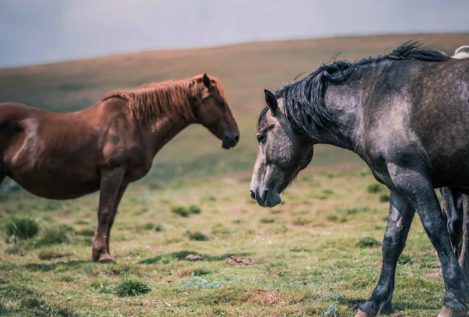 Como un borracho a caballo