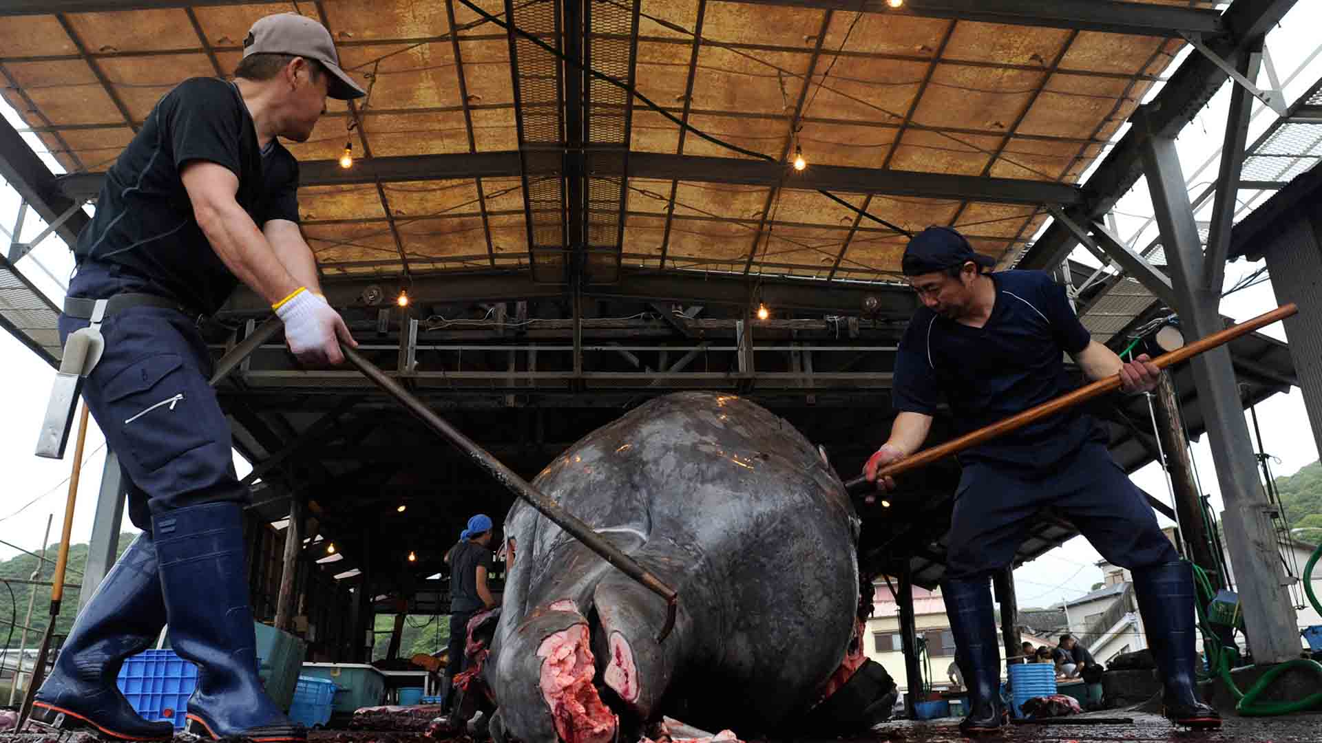 Japón quiere reanudar la caza ‘legal’ de ballenas tras 30 años de moratoria