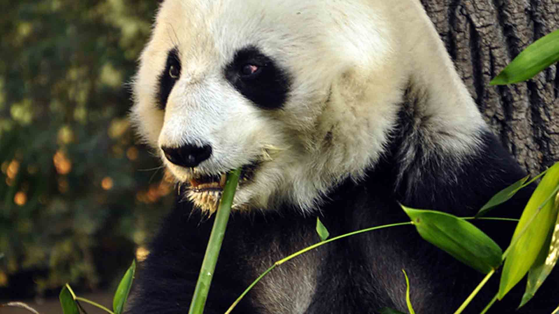 La panda mexicana Shuan Shuan, la más longeva fuera de China, cumple 31 años