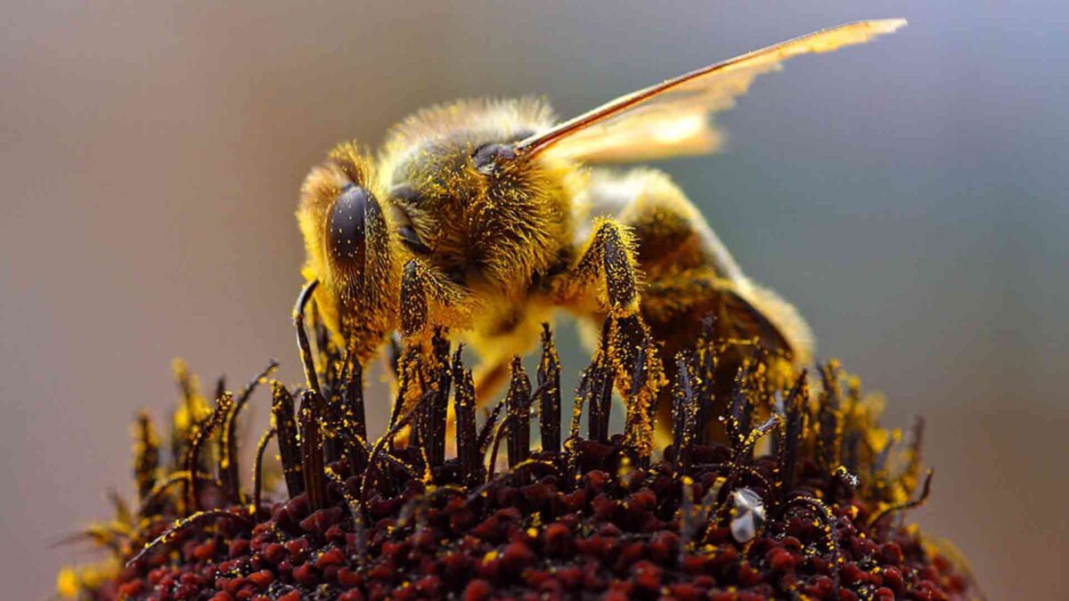 Las abejas europeas también se estresan en el trabajo