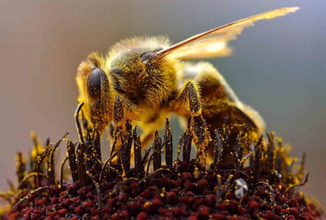 Las abejas europeas también se estresan en el trabajo