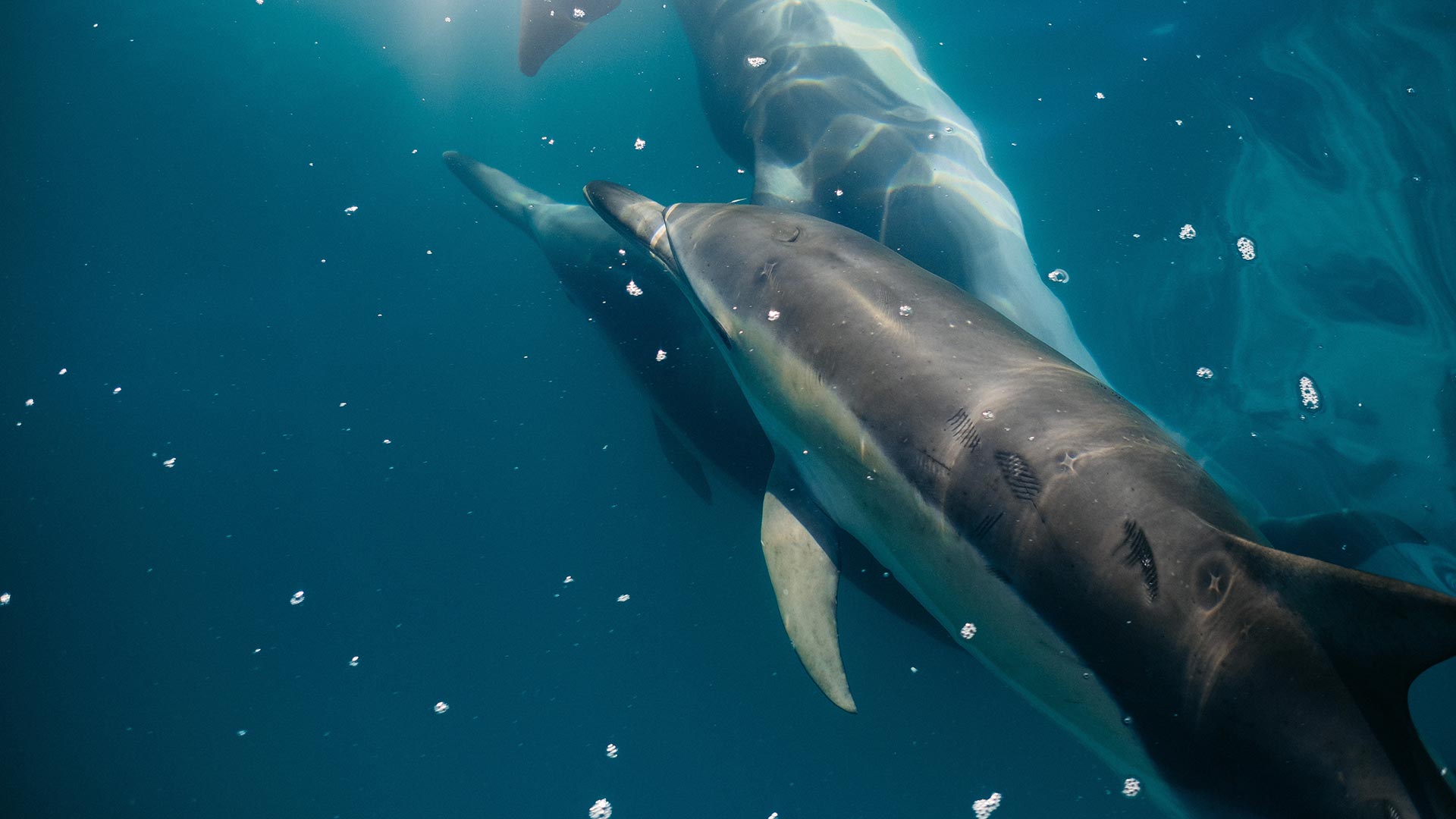 Medir la felicidad de los delfines, el nuevo reto de la ciencia