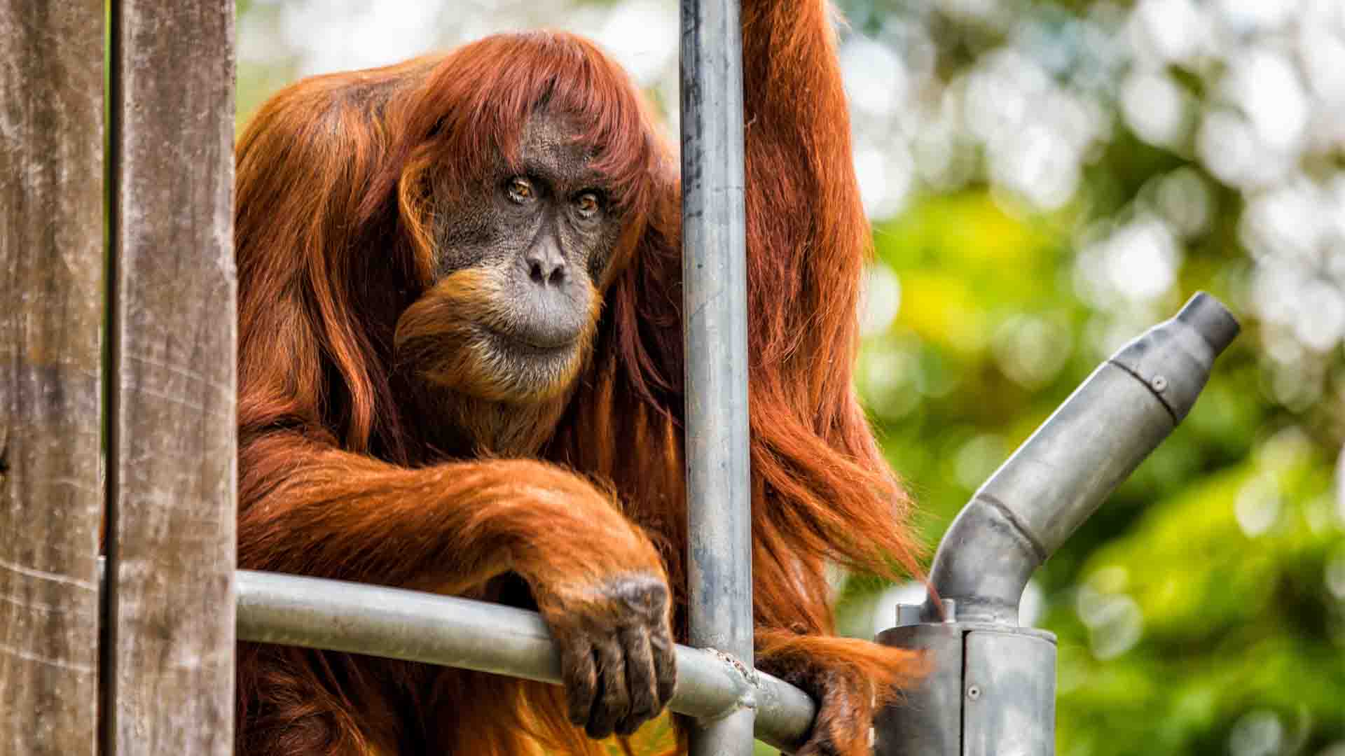 Muere en un zoo australiano Puan, la orangutana más vieja del mundo