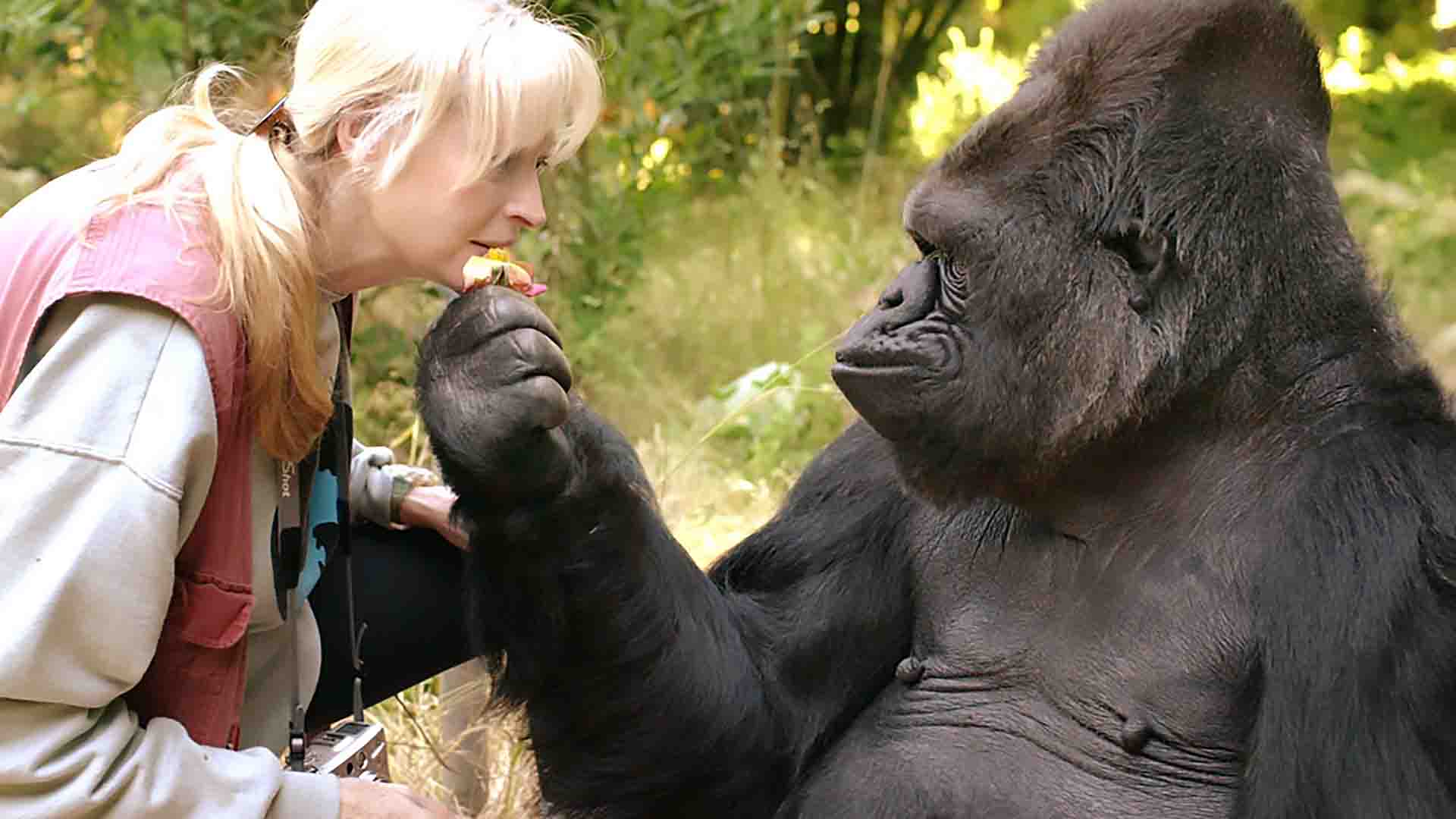 Muere Koko, la gorila que sabía comunicarse con el lenguaje de signos